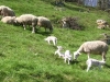 vacances famille pyrenees pleine nature brebis